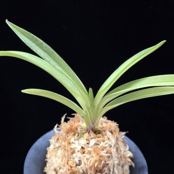 서능금 西凌錦  Seoneunggeum