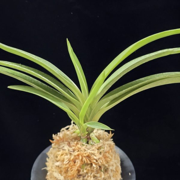 서능금 西凌錦  Seoneunggeum