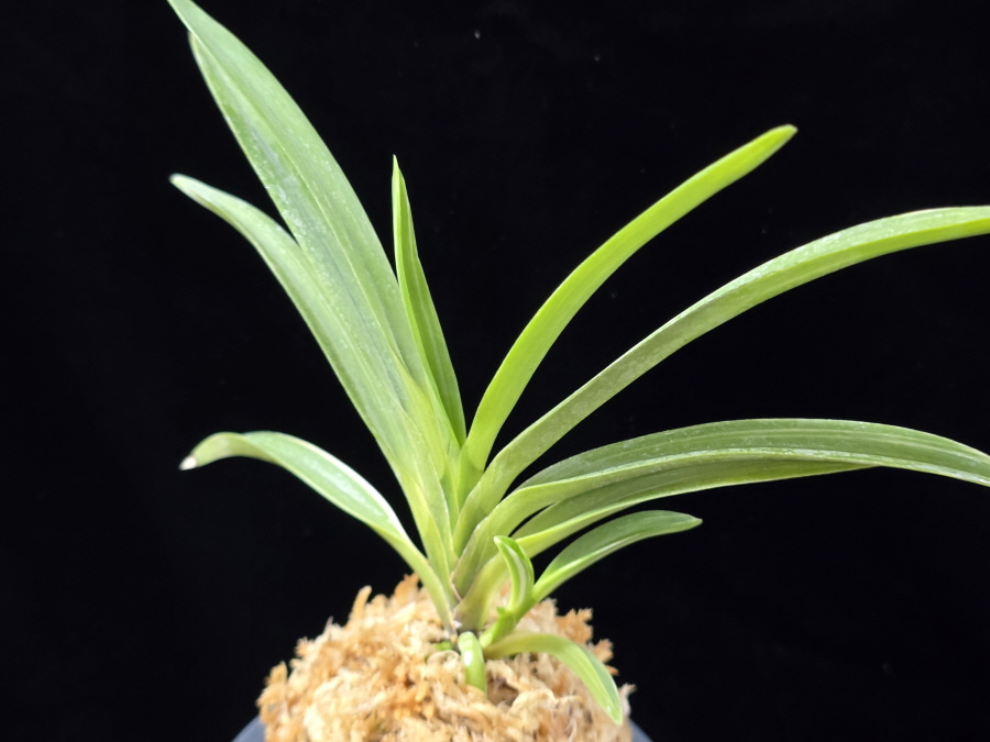 서능금 西凌錦  Seoneunggeum 서능금 西凌錦  Seoneunggeum