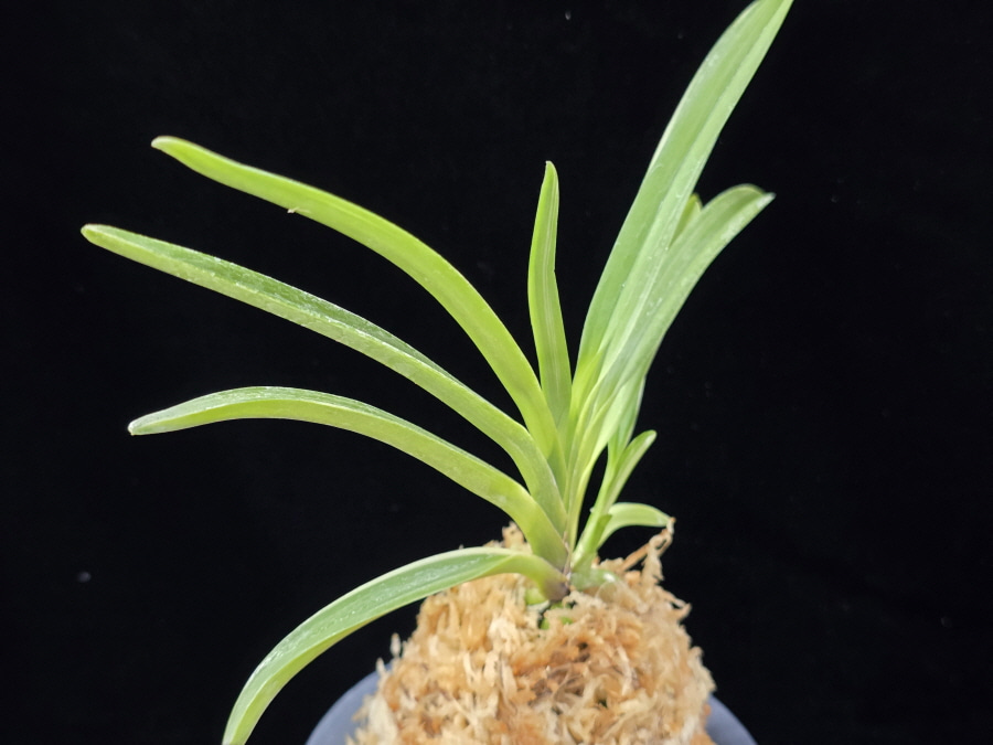 서능금 西凌錦  Seoneunggeum 서능금 西凌錦  Seoneunggeum