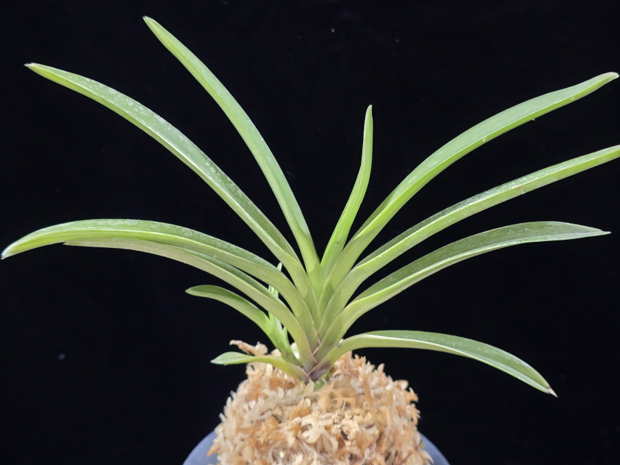 서능금 西凌錦  Seoneunggeum 서능금 西凌錦  Seoneunggeum