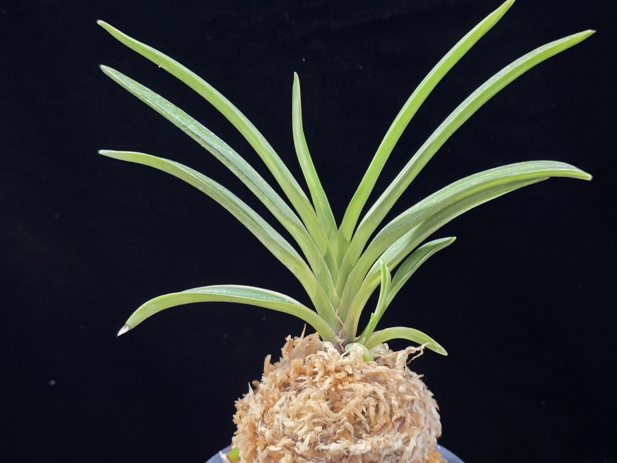 서능금 西凌錦  Seoneunggeum 서능금 西凌錦  Seoneunggeum