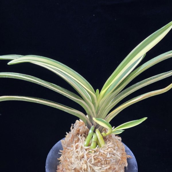 엄미호 奄美縞 Amami Shima