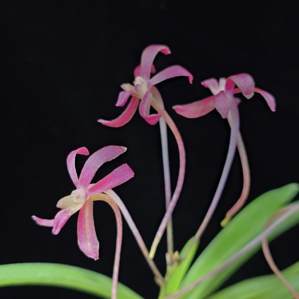 홍매  紅梅  Kobai