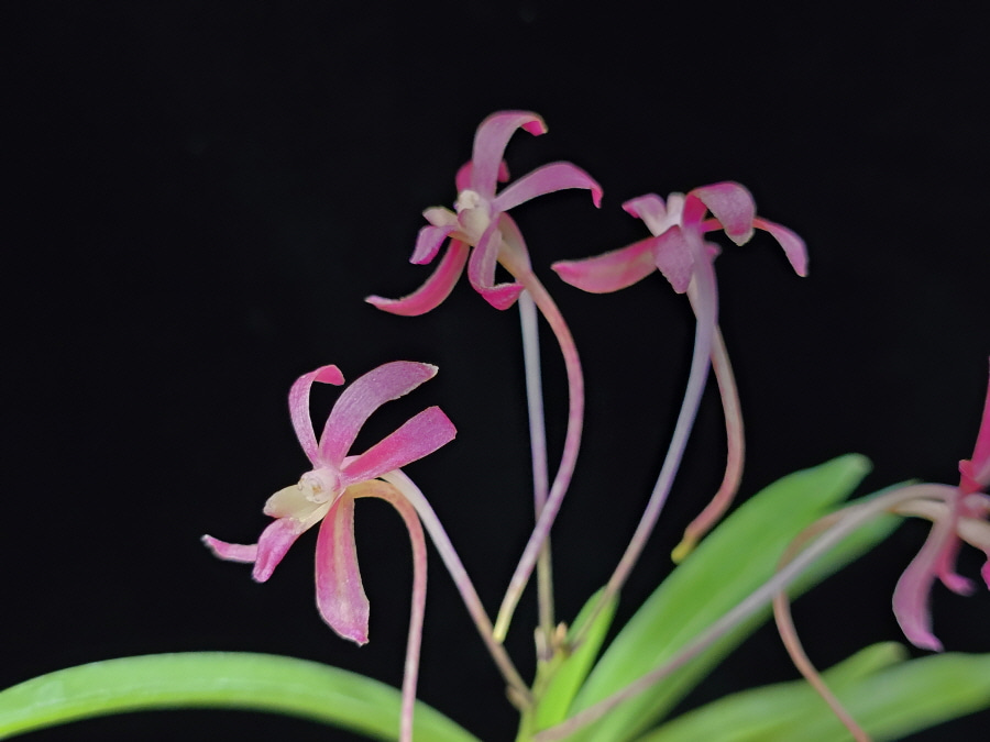 홍매  紅梅  Kobai 홍매  紅梅  Kobai