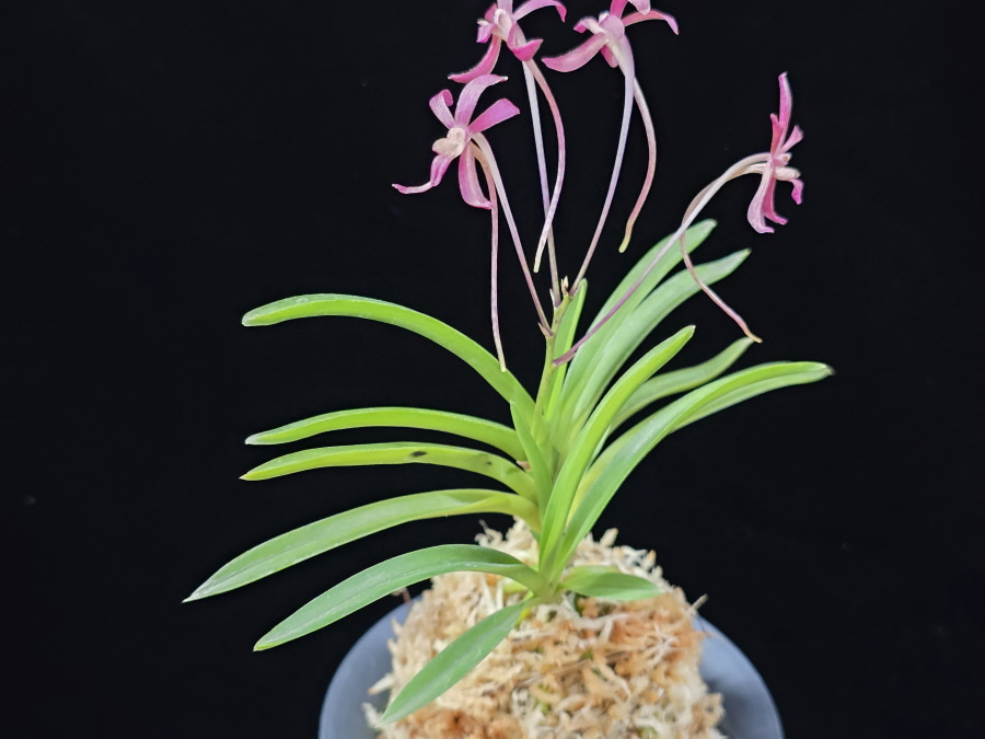 홍매  紅梅  Kobai 홍매  紅梅  Kobai