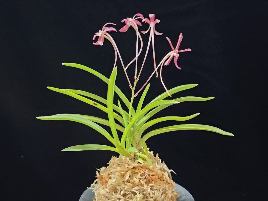 홍매  紅梅  Kobai 홍매  紅梅  Kobai