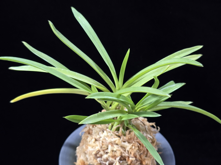 홍매  紅梅  Kobai 홍매  紅梅  Kobai