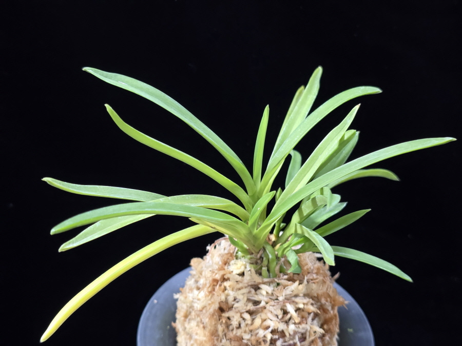 홍매  紅梅  Kobai 홍매  紅梅  Kobai