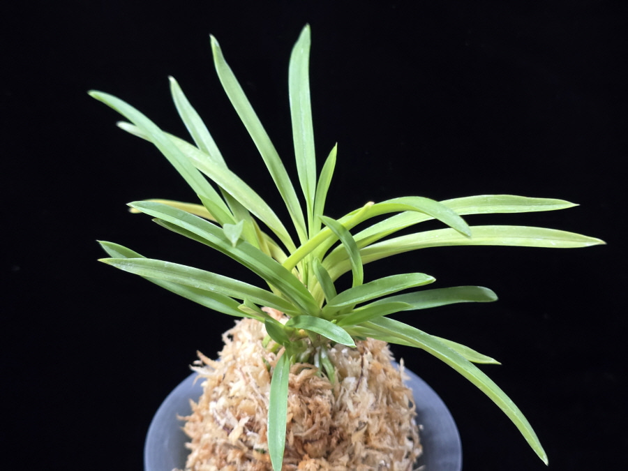 홍매  紅梅  Kobai 홍매  紅梅  Kobai