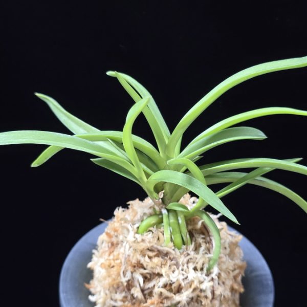 홍매  紅梅  Kobai