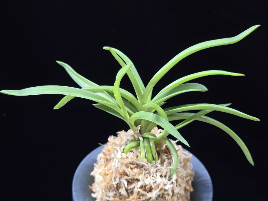 홍매  紅梅  Kobai 홍매  紅梅  Kobai