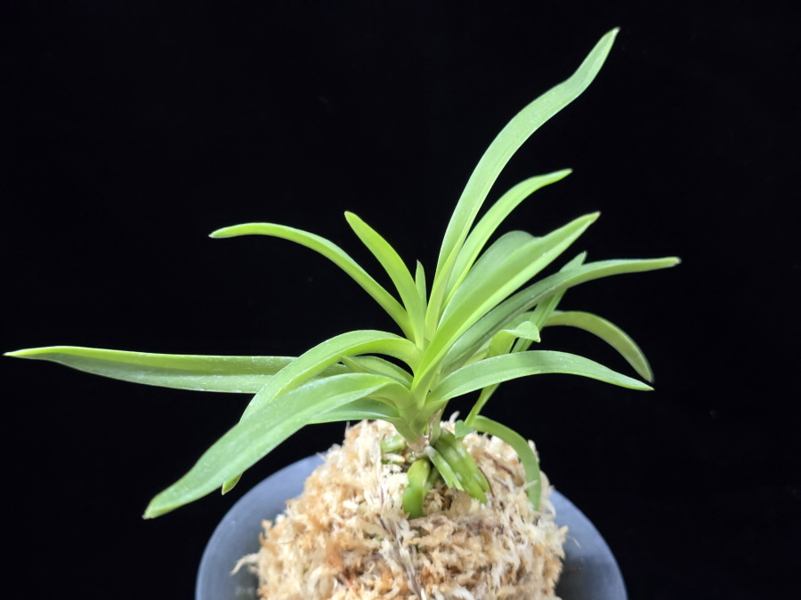 홍매  紅梅  Kobai 홍매  紅梅  Kobai