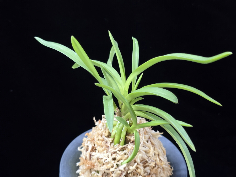 홍매  紅梅  Kobai 홍매  紅梅  Kobai