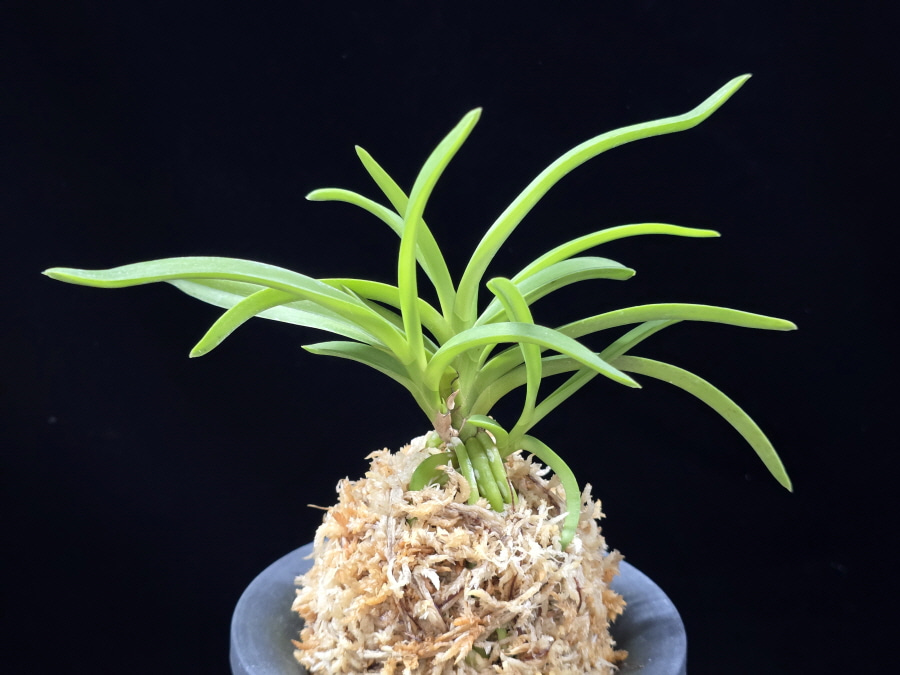 홍매  紅梅  Kobai 홍매  紅梅  Kobai