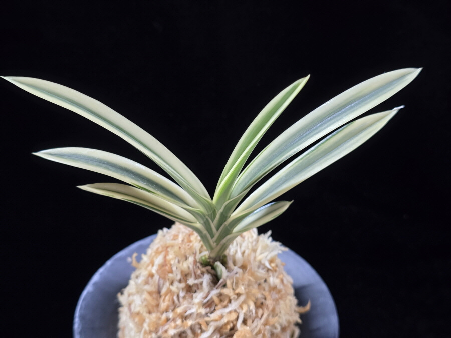 계백 係白 Gyebaek 계백 係白 Gyebaek