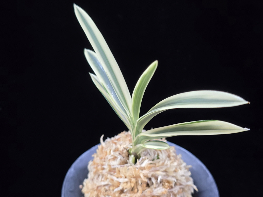 계백 係白 Gyebaek 계백 係白 Gyebaek