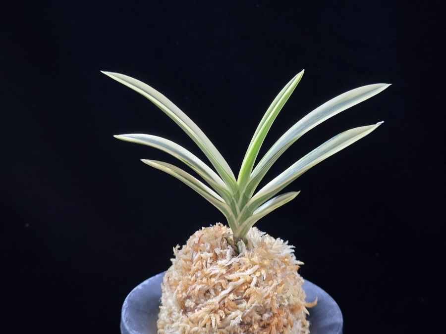 계백 係白 Gyebaek 계백 係白 Gyebaek