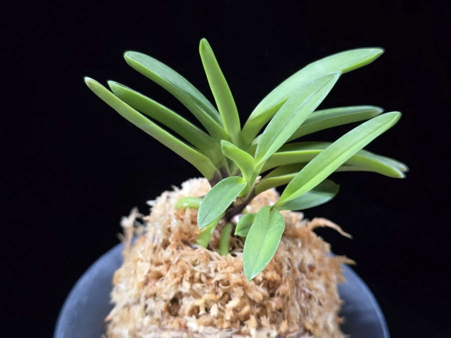 유취 幽翠 Yusui 유취 幽翠 Yusui