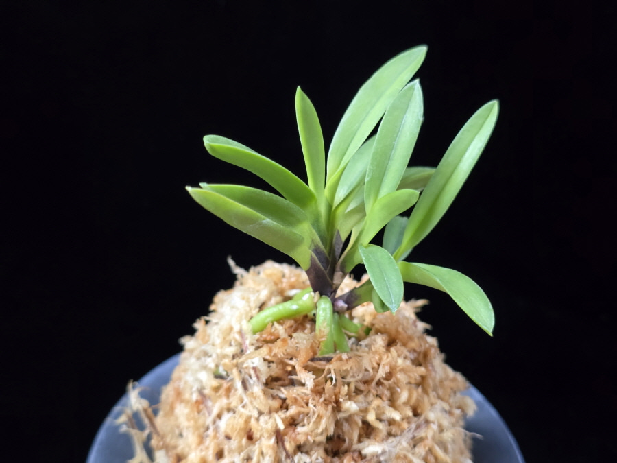 유취 幽翠 Yusui 유취 幽翠 Yusui