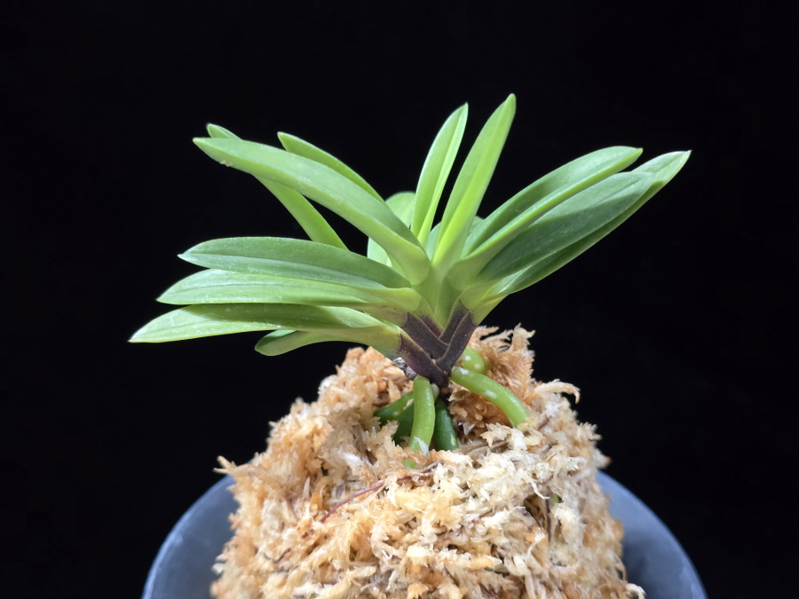 유취 幽翠 Yusui 유취 幽翠 Yusui