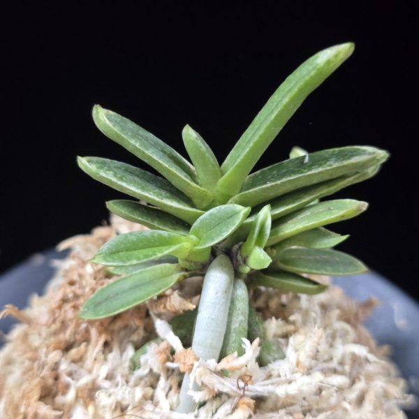 은사시 銀沙施 Eunsasi (Honghyeon*Ginseikan)