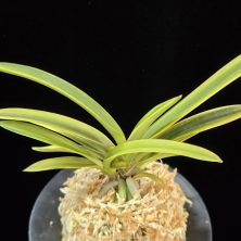 청무관 靑霧冠 Cheongmugwan