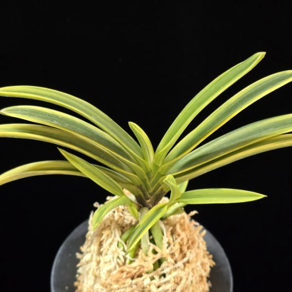 청무관 靑霧冠 Cheongmugwan