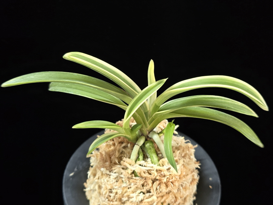 소월 素月 Sowol 소월 素月 Sowol