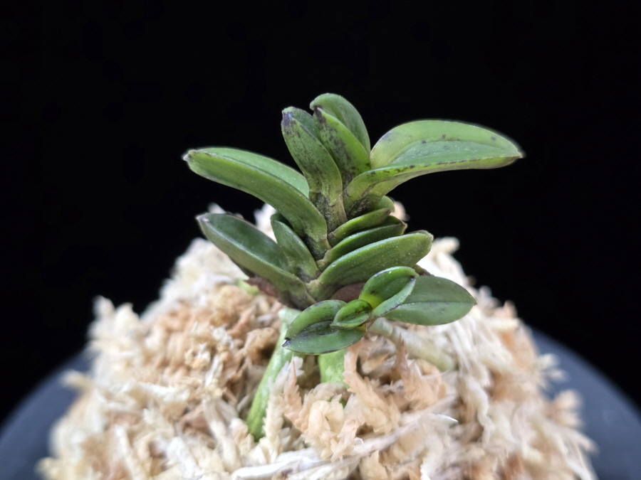 흑악묵 黑岳墨 Kokukaku Sumi 흑악묵 黑岳墨 Kokukaku Sumi