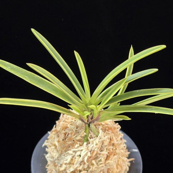 장생전 長生殿 Choseiden