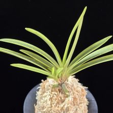 장생전 長生殿 Choseiden