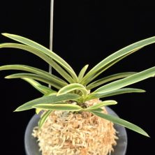 서출도 西出都 Nishidemiyako