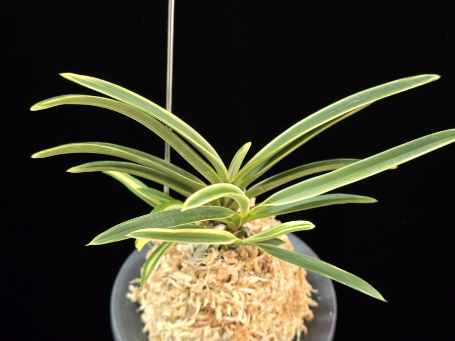 서출도 西出都 Nishidemiyako 서출도 西出都 Nishidemiyako