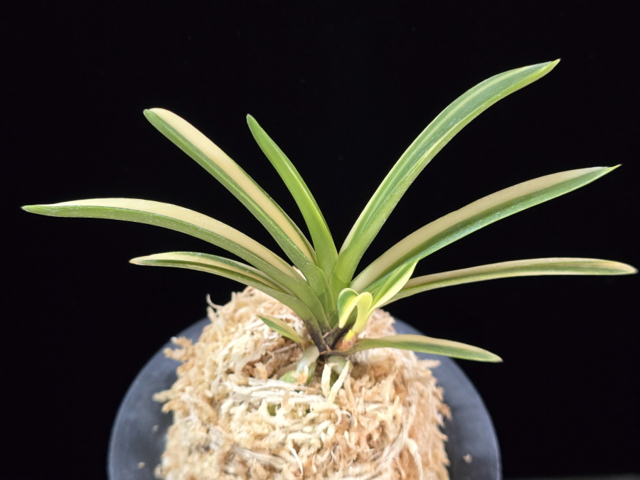 엄미호 奄美縞 Amami Shima 엄미호 奄美縞 Amami Shima