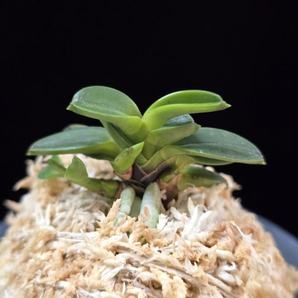 두영충 豆鈴虫 Mame Suzumushi