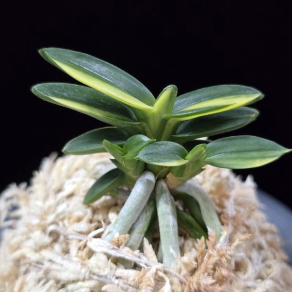 취월호 翠月湖 Chwiwolho(Seedling)