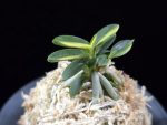 취월호 翠月湖 Chwiwolho(Seedling)