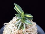 취월호 翠月湖 Chwiwolho(Seedling)