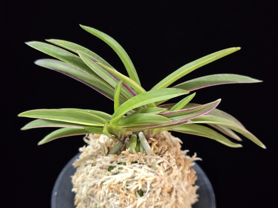 홍선 紅扇 Beniougi 홍선 紅扇 Beniougi