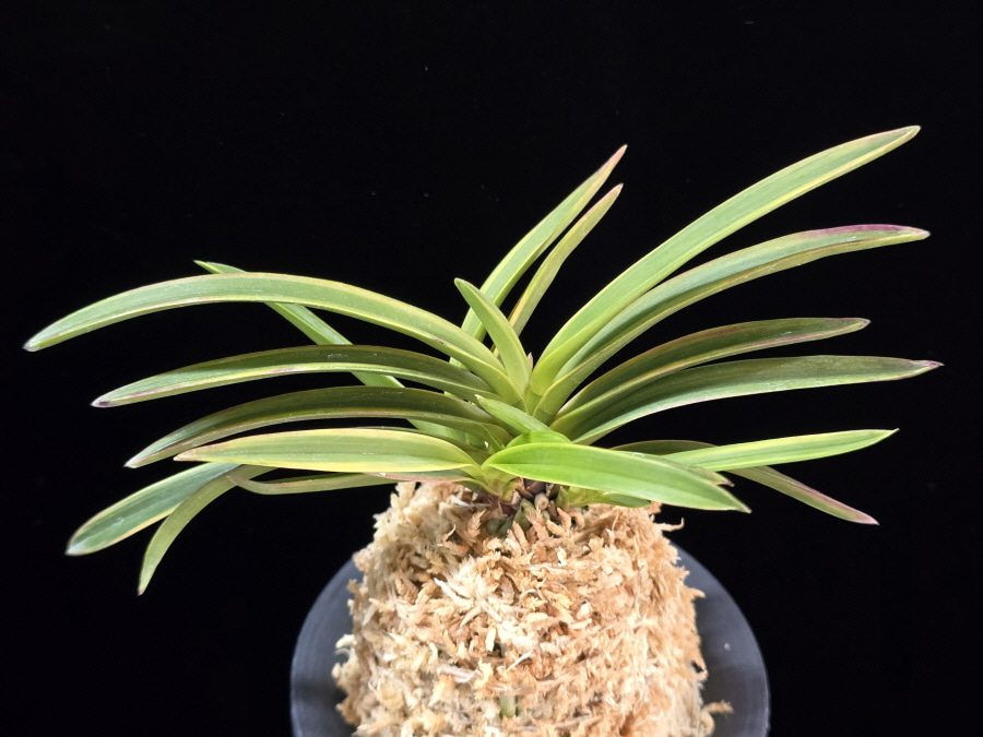 홍선 紅扇 Beniougi 홍선 紅扇 Beniougi