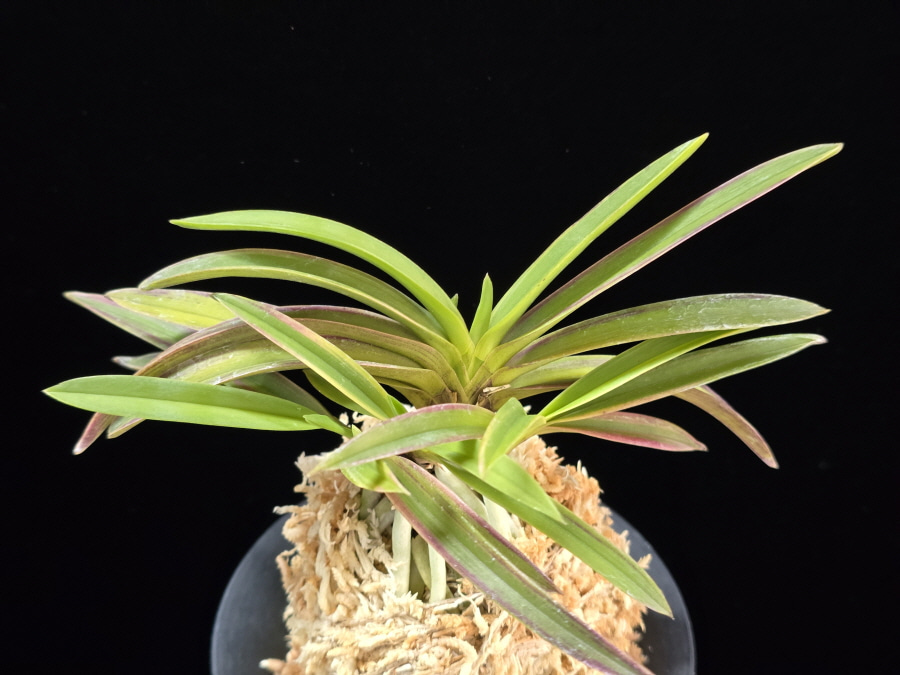 홍선 紅扇 Beniougi 홍선 紅扇 Beniougi