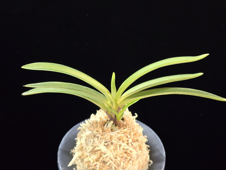 태공망 太公望 Taikobo 태공망 太公望 Taikobo