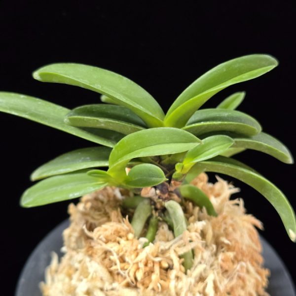 흑룡 黒龍 Kokuryu