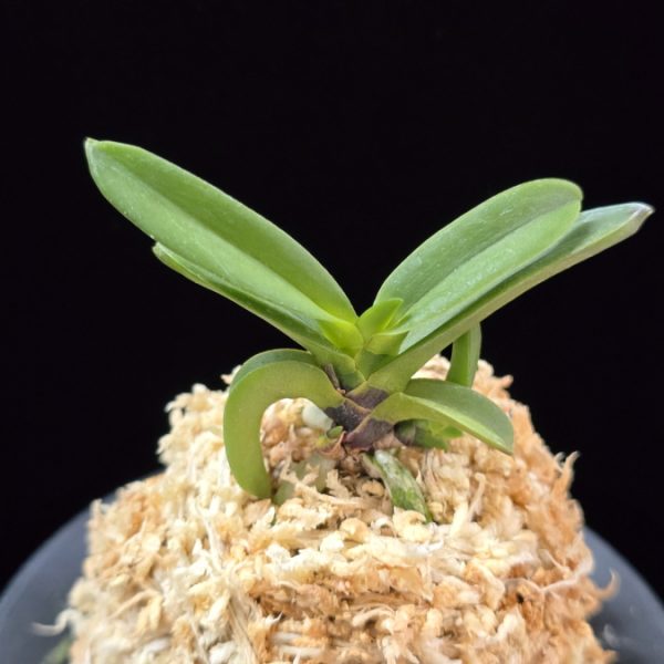 흑룡 黒龍 Kokuryu