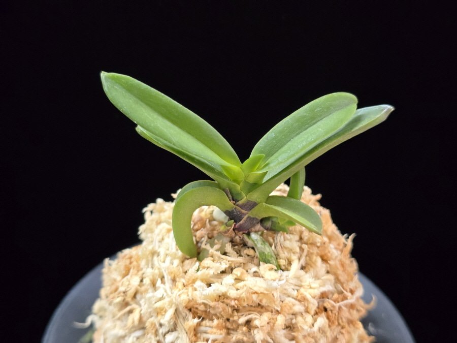 흑룡 黒龍 Kokuryu 흑룡 黒龍 Kokuryu