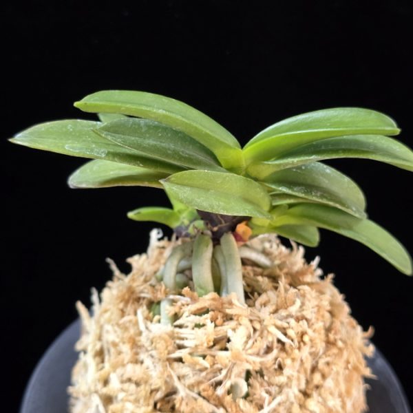 흑룡 黒龍 Kokuryu