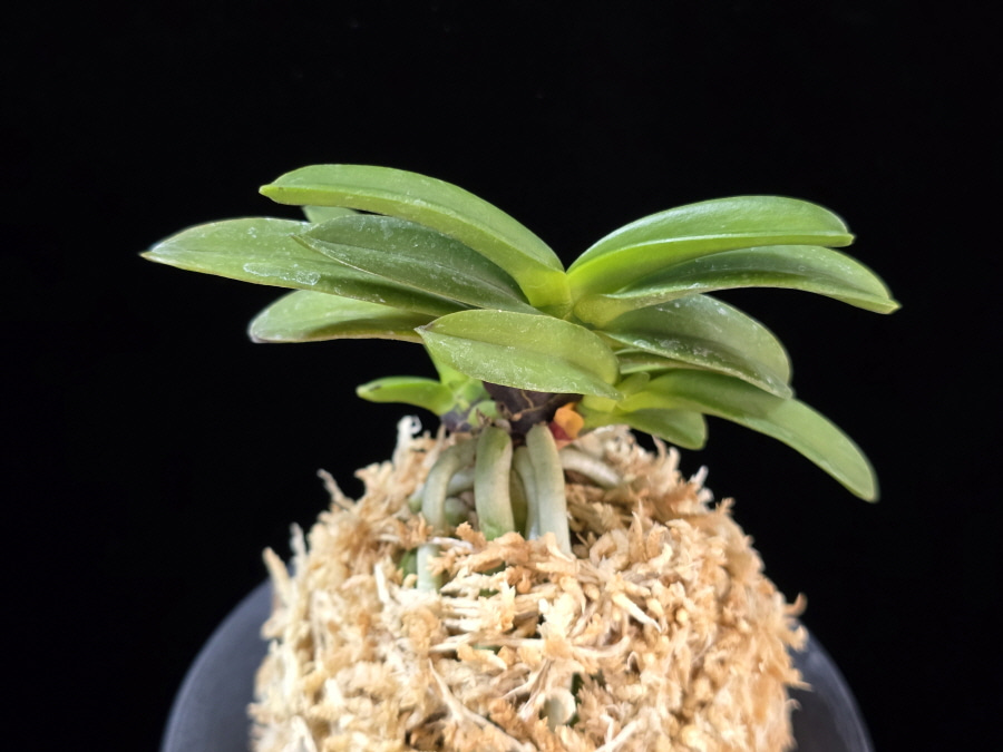 흑룡 黒龍 Kokuryu 흑룡 黒龍 Kokuryu