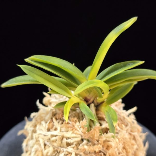 천모단 泉牡丹 Izumibotan