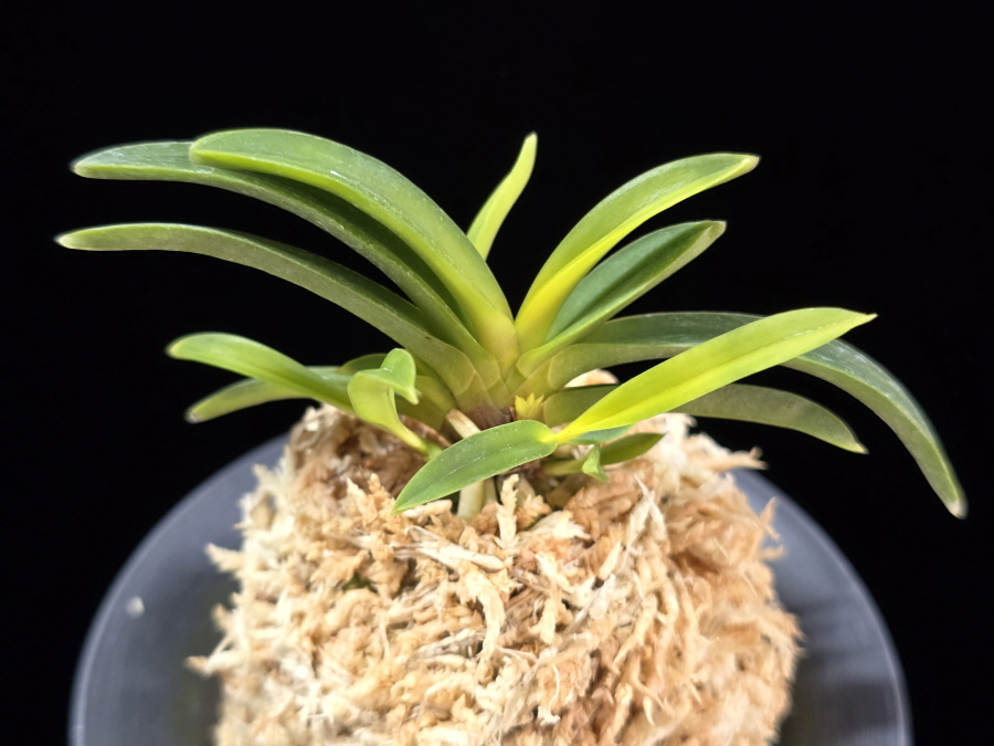 천모단 泉牡丹 Izumibotan 천모단 泉牡丹 Izumibotan